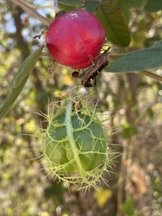 Passiflora ciliata