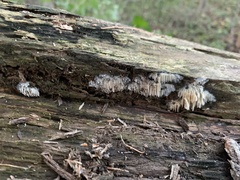 Hericium coralloides