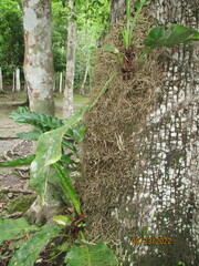 Anthurium schlechtendalii