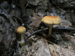 Pluteus chrysophlebius