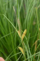 Carex vesicaria