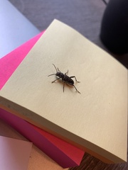 Xylotrechus nauticus