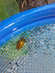 Astylus quadrilineatus