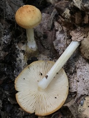 Pluteus chrysophlebius
