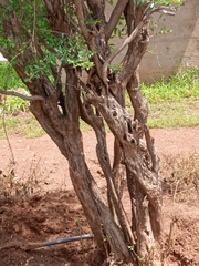 Rhamneae