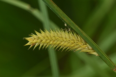 Carex vesicaria
