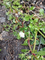 Mesembryanthemum aitonis