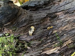 Chlorencoelia versiformis