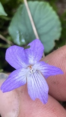 Viola selkirkii