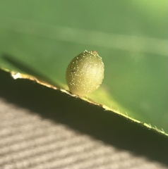 Caryomyia viscidolium