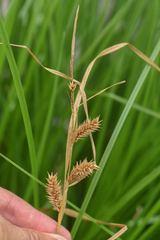 Carex vesicaria
