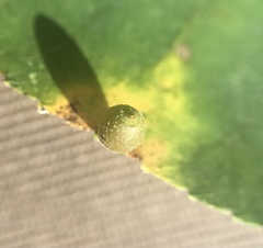 Caryomyia viscidolium