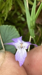 Viola selkirkii