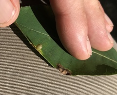 Caryomyia viscidolium