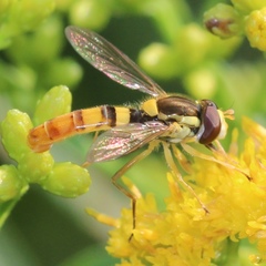 Sphaerophoria philanthus