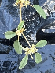 Croton monanthogynus
