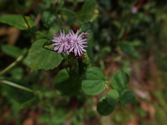 Elephantopus tomentosus
