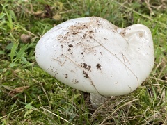 Amanita rhacopus