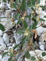 Croton monanthogynus