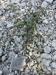 Croton monanthogynus