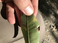 Caryomyia viscidolium