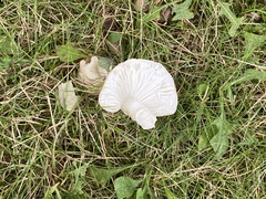 Amanita rhacopus