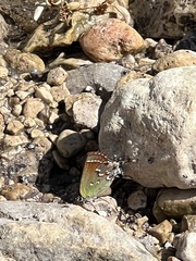 Callophrys gryneus