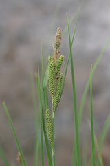 Carex kelloggii