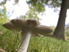 Amanita rhacopus