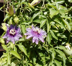 Passiflora
