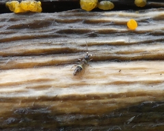 Orchesella cincta