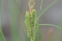 Carex kelloggii