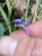 Viola selkirkii