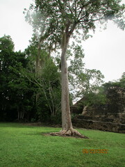 Ficus sur