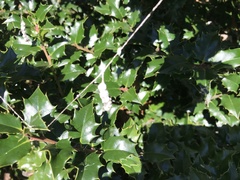 Mecynogea lemniscata