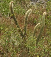 Arthrocereus melanurus