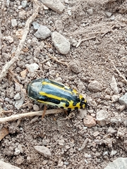 Acmaeodera scalaris