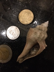 Hemifusus