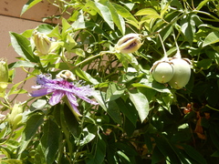 Passiflora