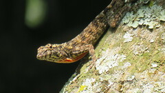 Anolis sulcifrons