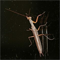 Galepsus
