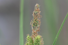 Carex kelloggii