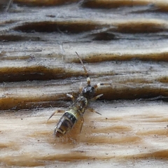 Orchesella cincta