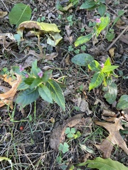 Cuphea carthagenensis