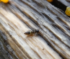 Orchesella cincta