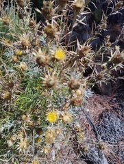 Carlina xeranthemoides image