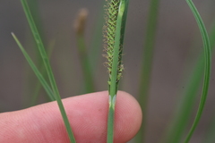 Carex kelloggii