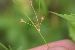 Juncus