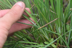 Carex kelloggii