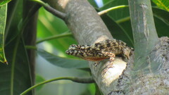 Anolis sulcifrons
